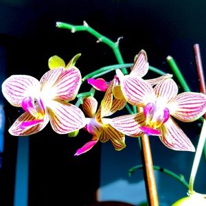 Lovely orchid photography 🌺